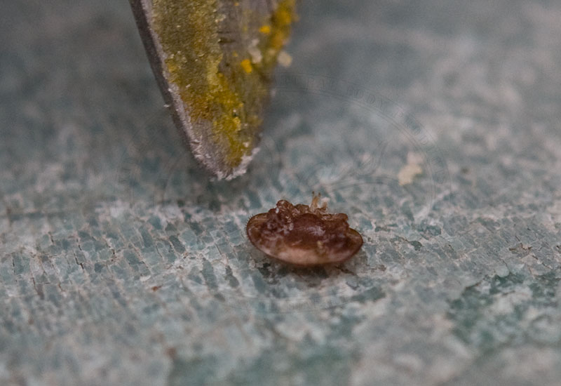 varroa destructor mite closeup