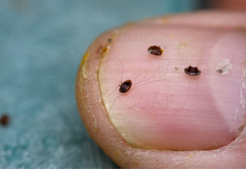 varroa destructor mite on finger