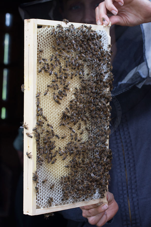 beekeeper holding waxblock
