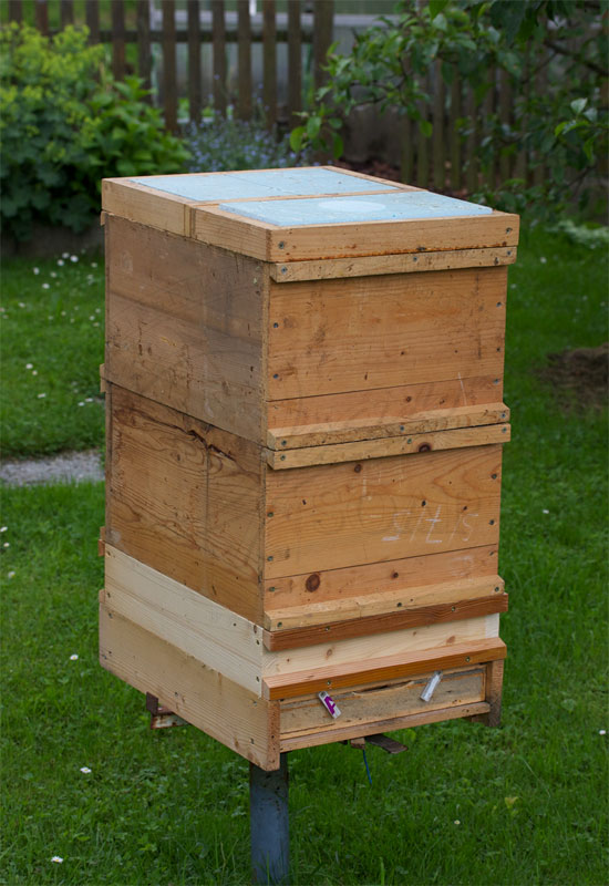 bees hive 2