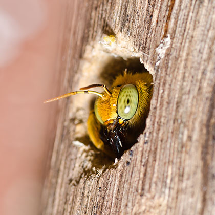 carpenter bee