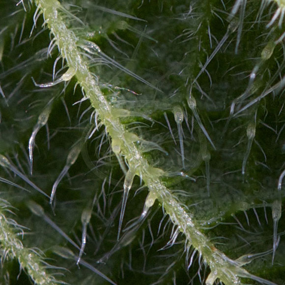 Wild Nettle Plant (Urtica dioica)