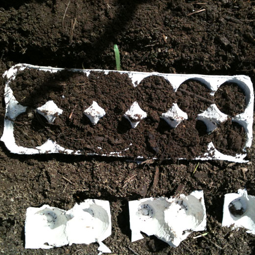 Next, fill your carton half way with potting soil or garden dirt. Add your seeds to each outlet. Finish off by adding more dirt to cover the seedlings.
