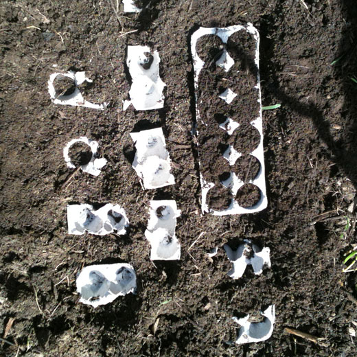 Take the egg cartons top and place it under your seedlings to help keep moisture in your carton.