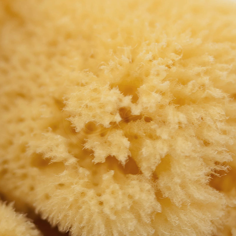 sponge yellow closeup