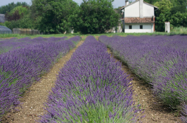 Friuli Lavender