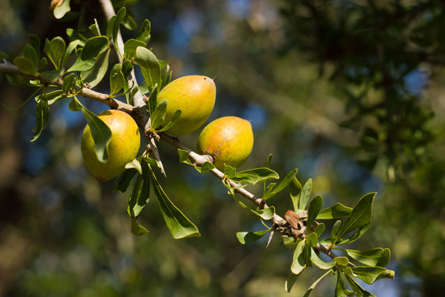 Argan Nut Tree